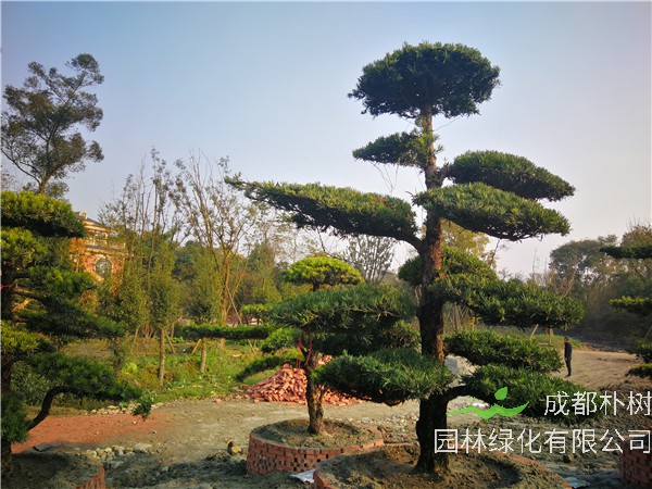 四川省-成都市-温江苗木基地直销的20公分罗汉松价格详情